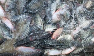 Ukuran Kolam Ikan Nila Ekor Panduan Lengkap Dan Praktis Ikan Info