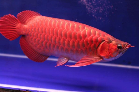 ikan arwana merah