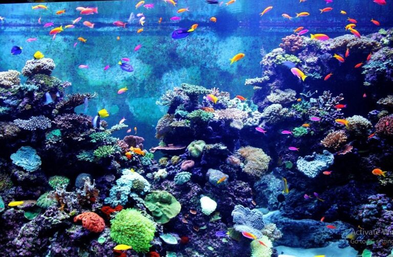 Cara Melakukan Perawatan Aquarium Ikan Hias Yang Benar - Ikan.info