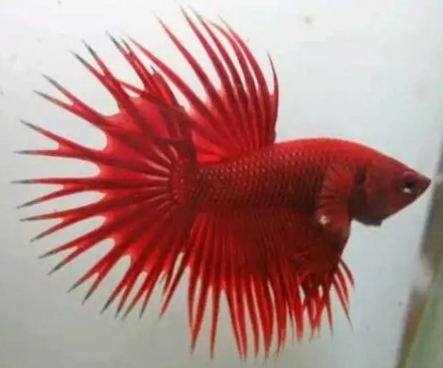 Ikan Cupang Crowntail Red Dragon