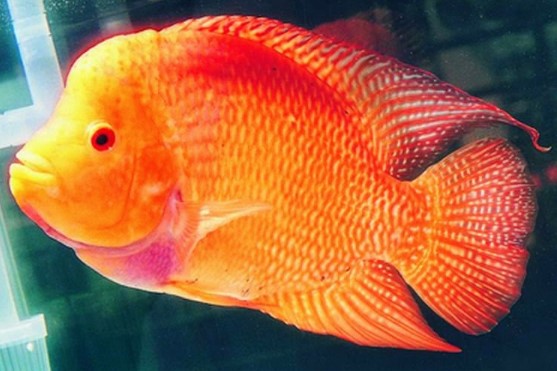 Ikan Louhan Golden Red