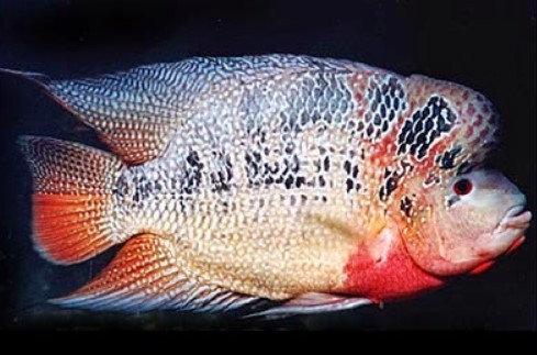Ikan Louhan Strom