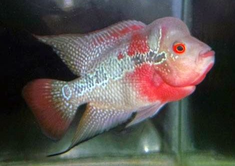 Ikan Louhan Super Red Texas