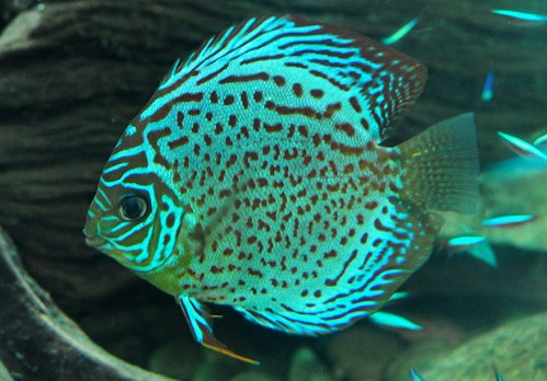 discus green