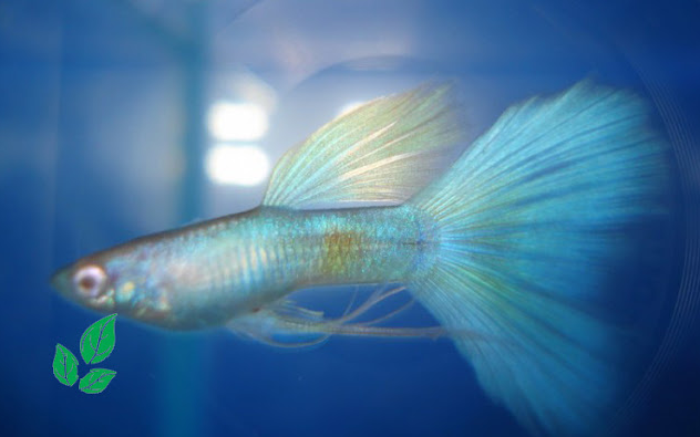 ikan guppy blue moscow