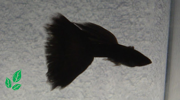 ikan guppy black moscow