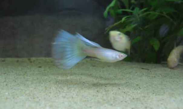 ikan guppy blue moscow albino