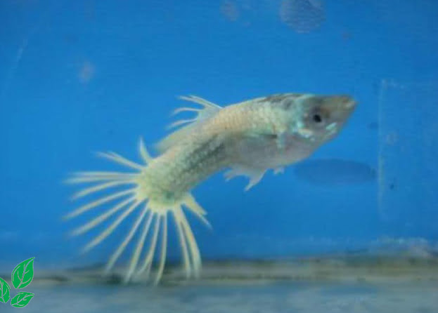 ikan guppy crown tail