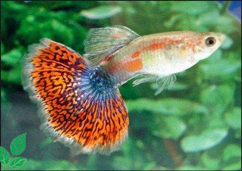 ikan guppy mozaik