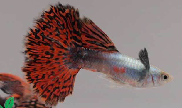 ikan guppy red mozaic