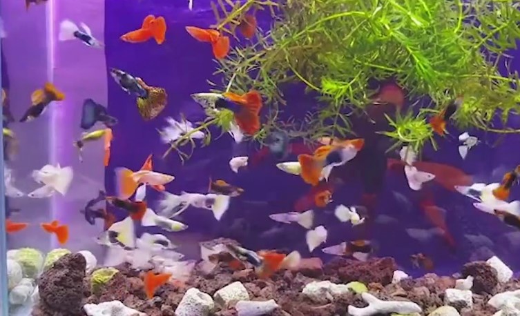 kumpulan ikan guppy