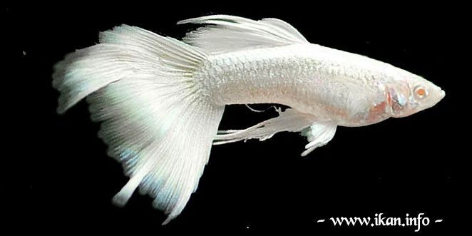 Ikan Guppy Albino