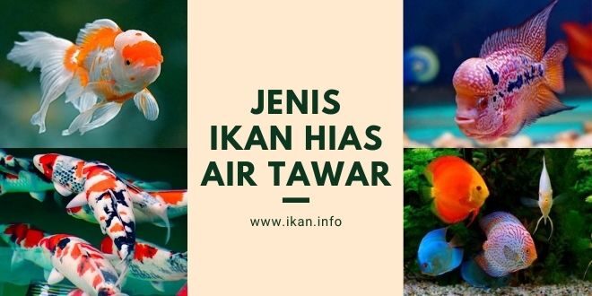 7 Jenis Ikan Hias Air Tawar Yang Populer Dan Mudah Dipelihara