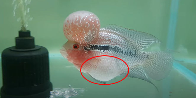 ikan louhan kembung